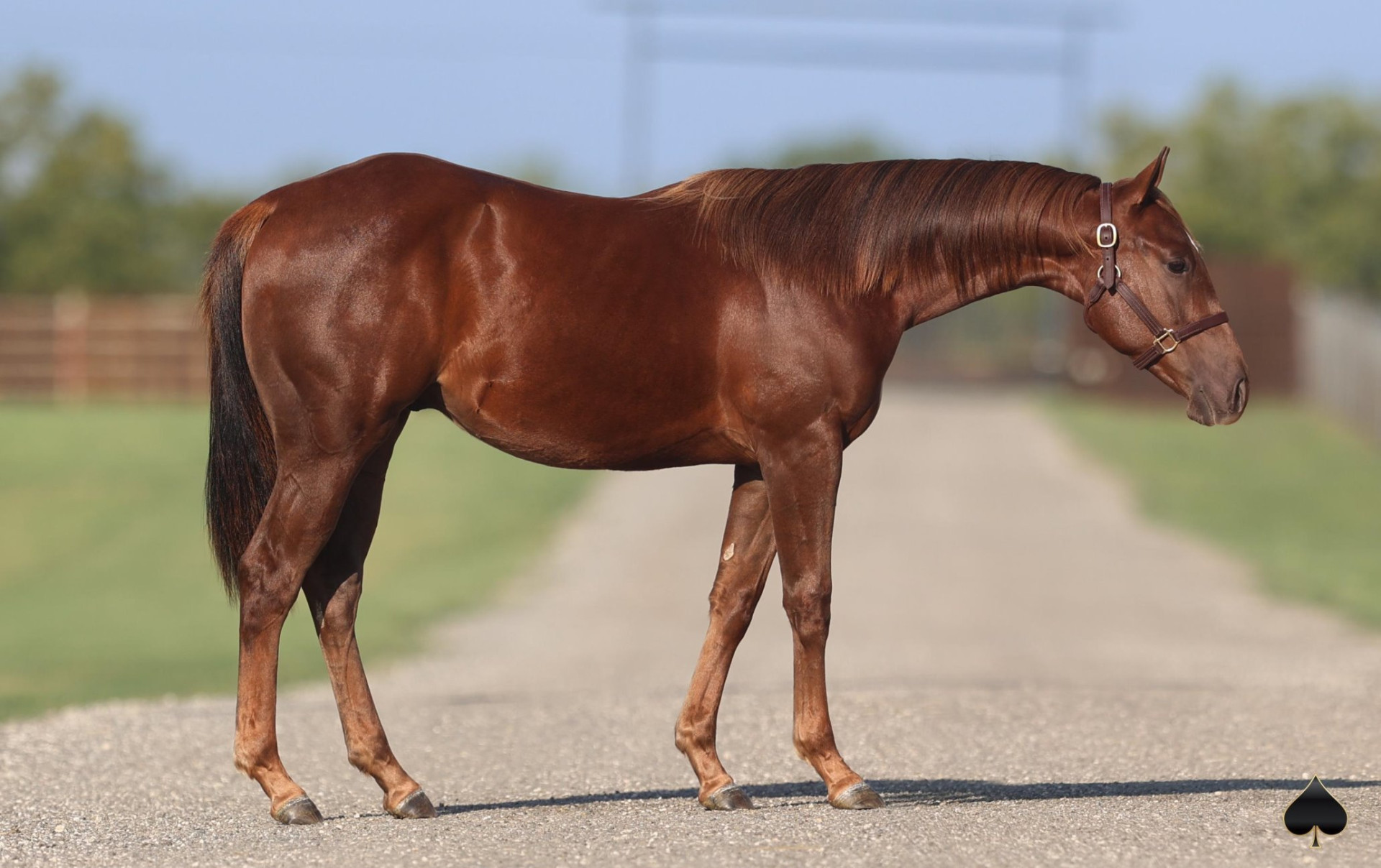 DASHATI – 2022 AQHA Sorrel Stallion x Dashin Dynamo x First Down Dash ...