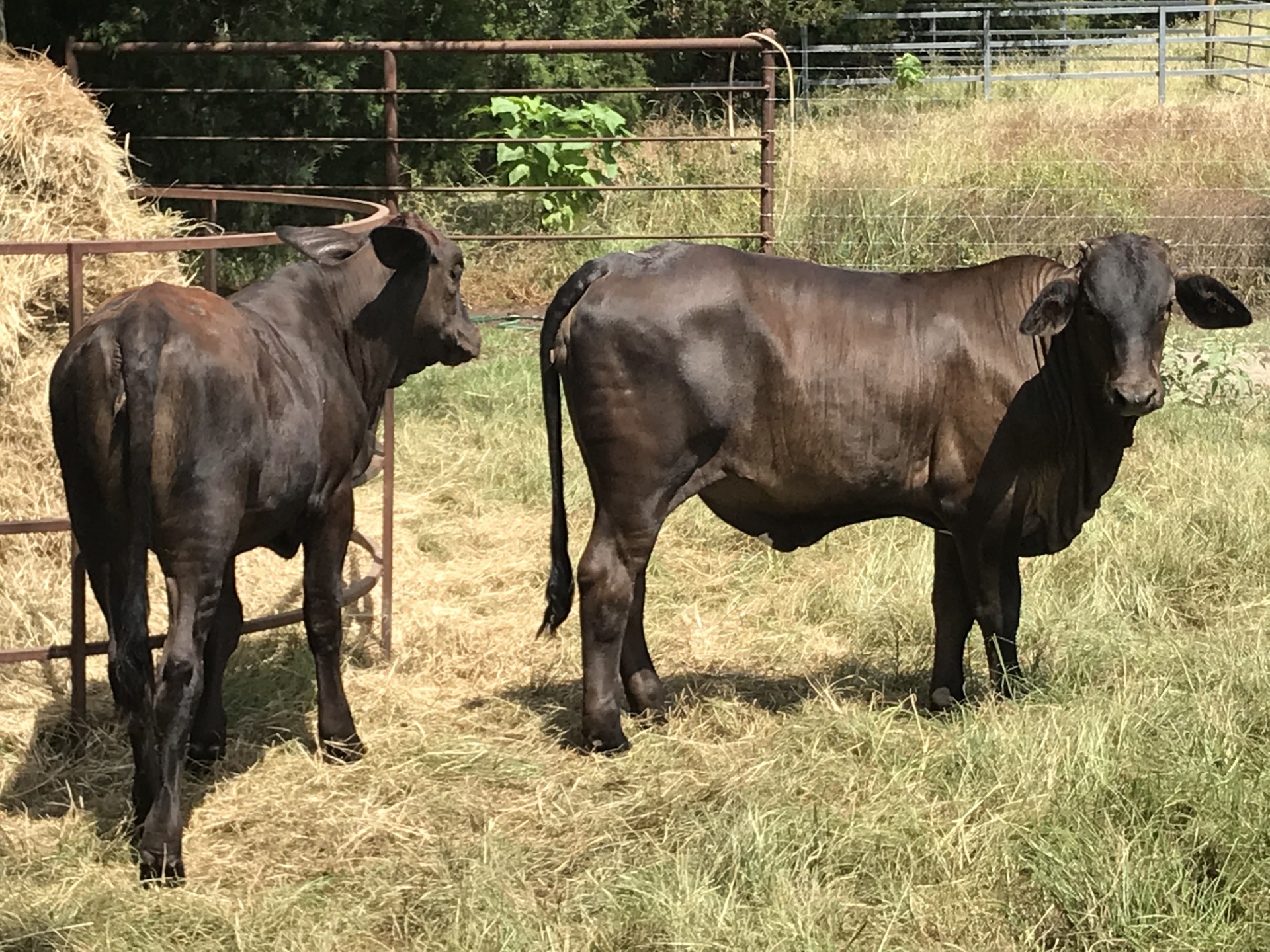 8 - Brangus Heifers - Texas