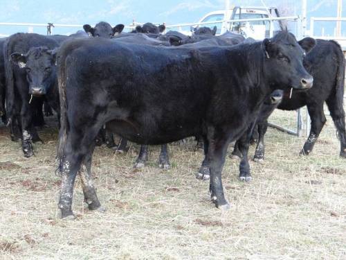 41- Irish Black X Angus Bred Heifers - Montana