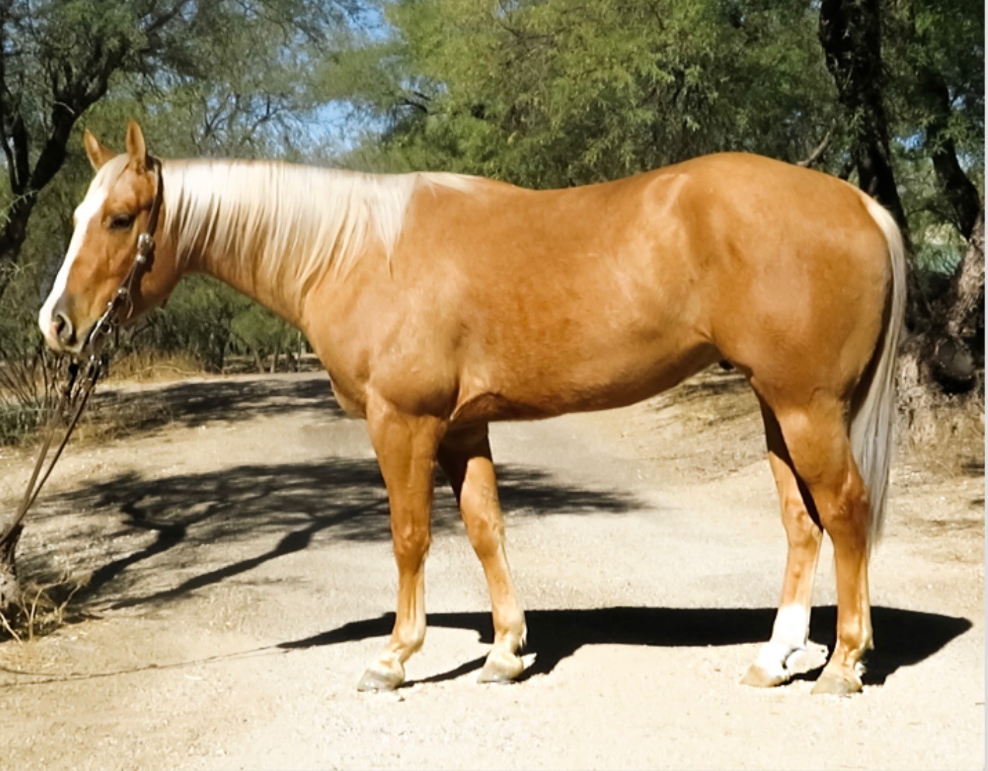 GORGEOUS PALOMINO - Gentle and easy to ride for the whole family!