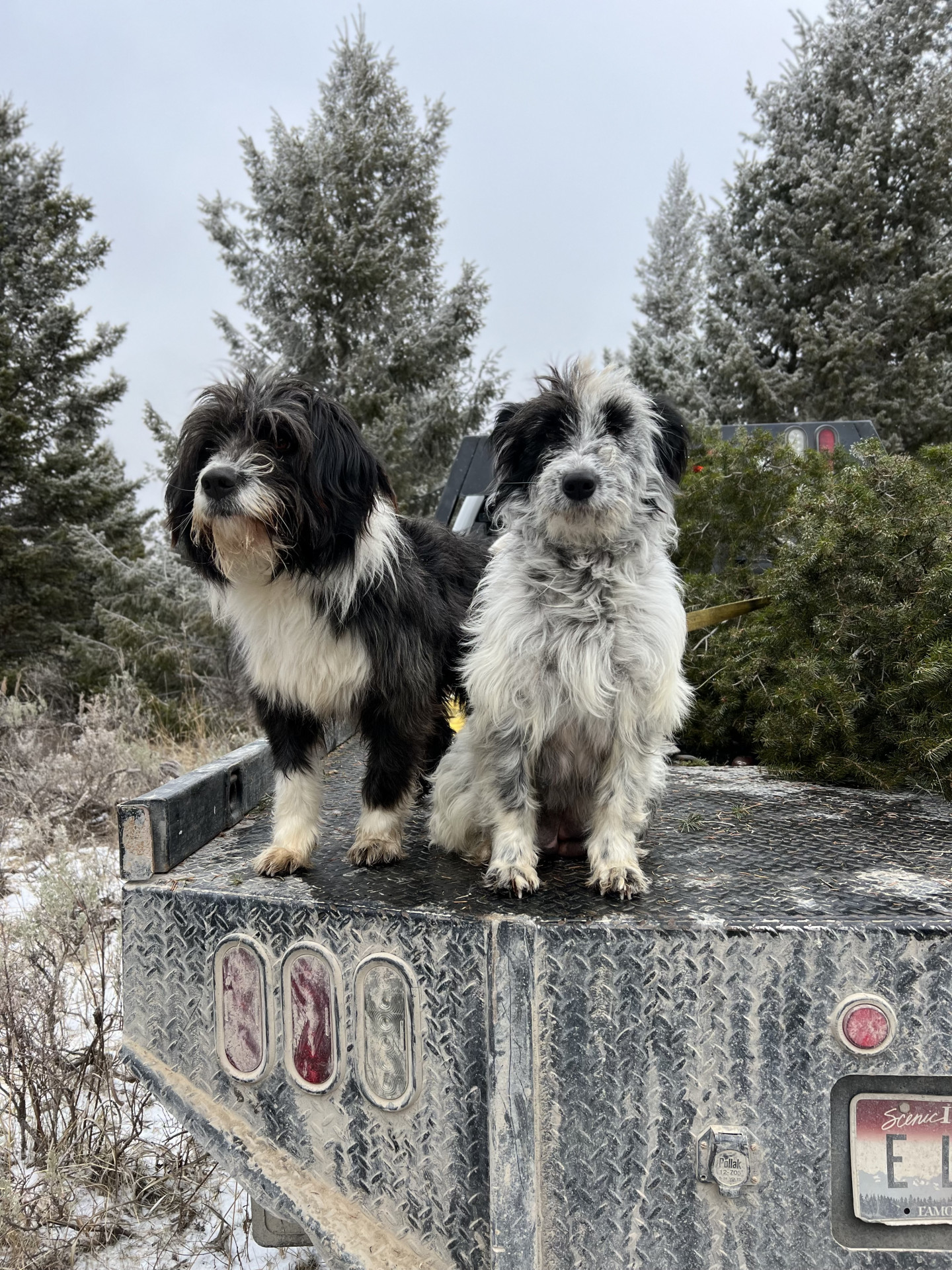 Idaho Shag Puppies