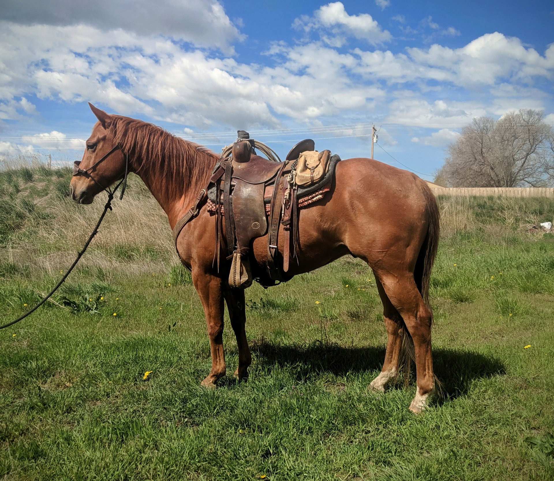 Bomb Proof Ranch Horse