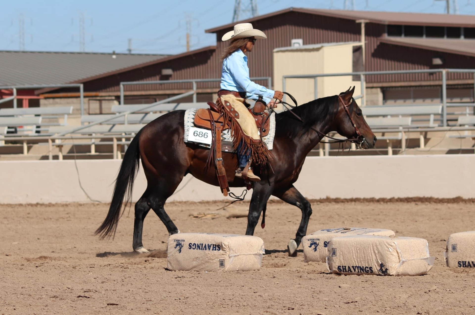 2020 AQHA Bay Stallion by Gypsys Starlight