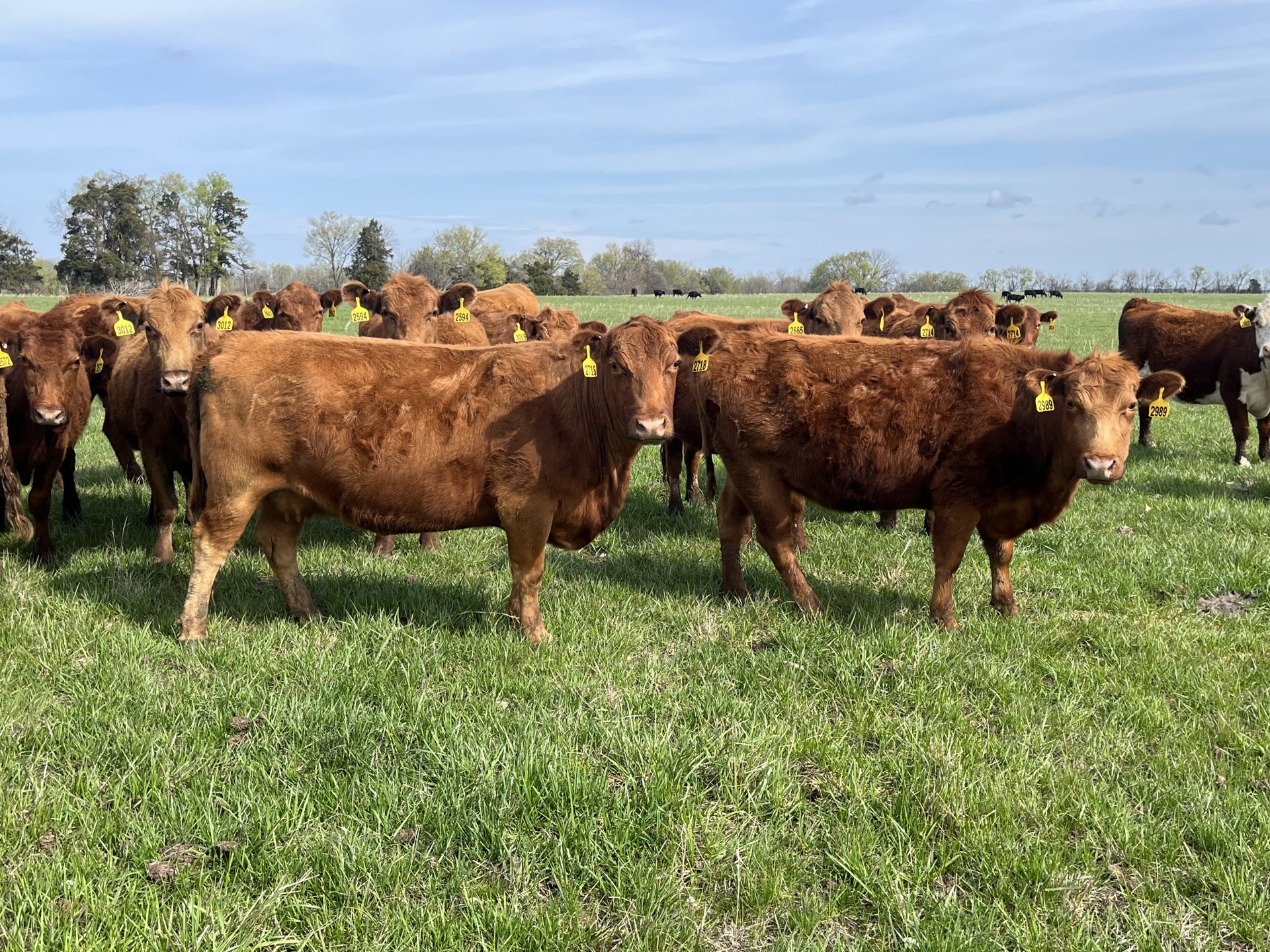 50 - 3-6 yr old Red Angus and Red White Faced Breds