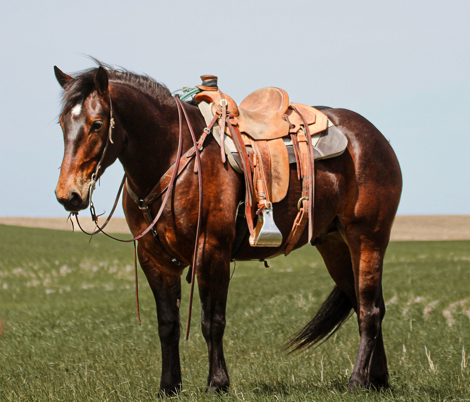 MARSHALL – 2020 GRADE Bay Percheron Cross Gelding!