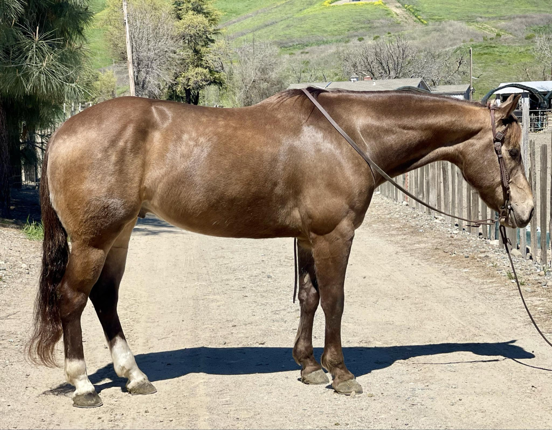 Buckskin, Ranch Horse, Broke and Quiet!