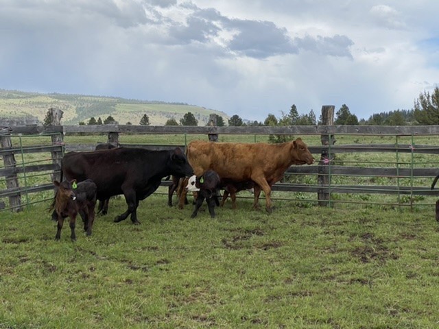 5 - Angus Pairs - Oregon