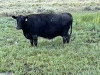 Bred registers angus cows