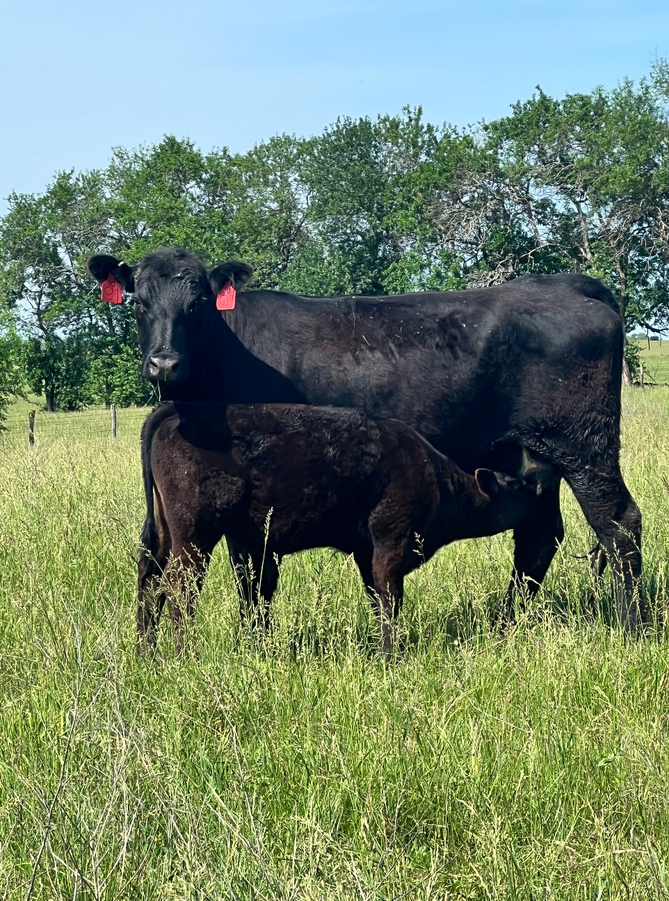 90 - 1st Calf Heifer Pairs - Missouri