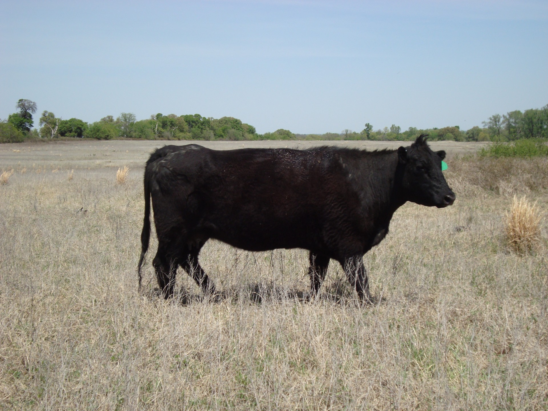 46 - Good Northern Black Angus cows - Texas