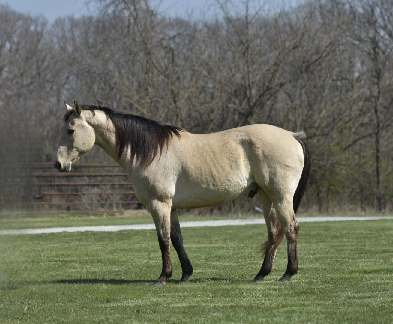 Beautiful Buckskin, Ranch Horse Deluxe, Family Safe!