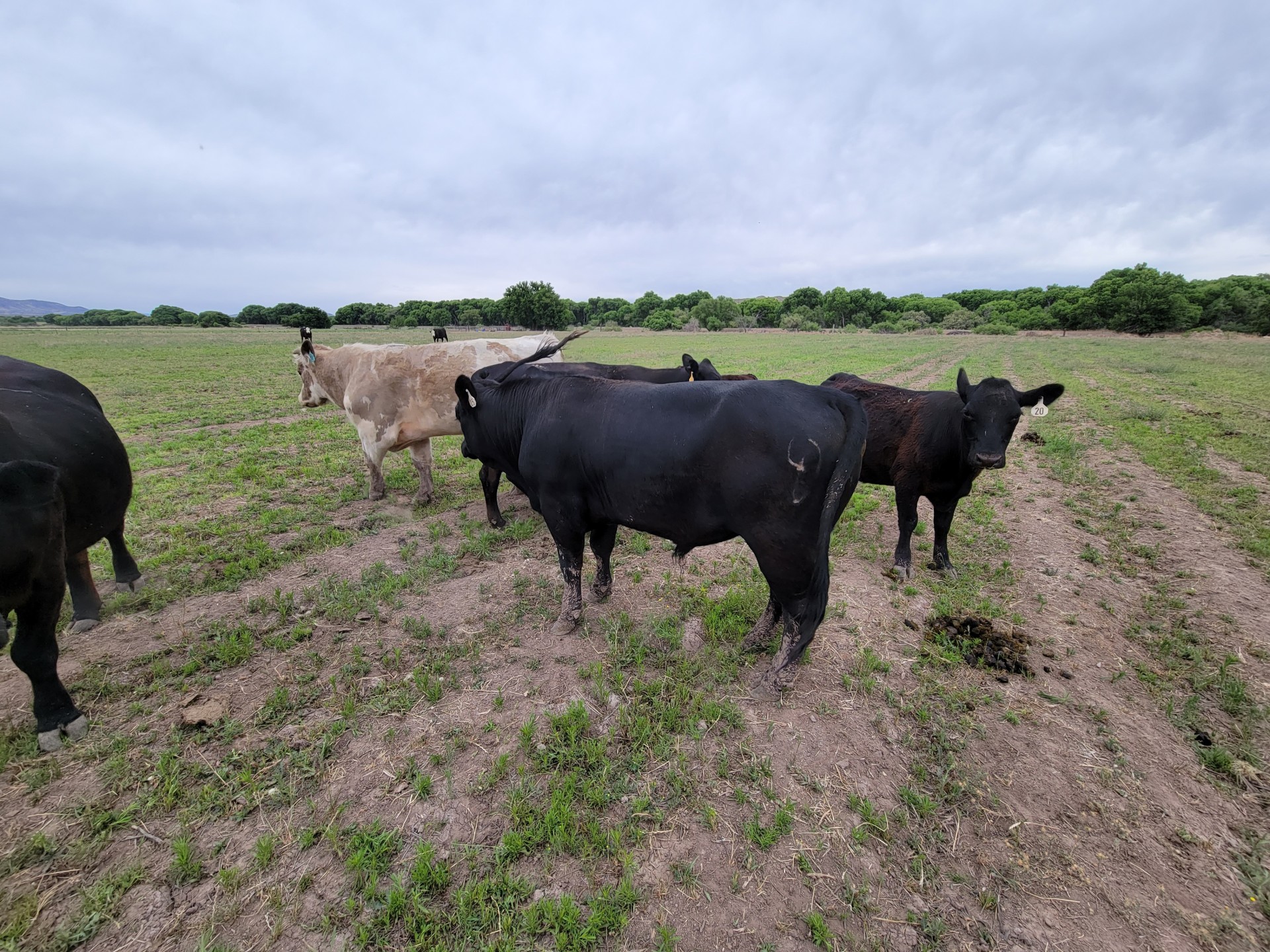 8 - Angus Pairs and Bred Cows Black and Black Baldy Cows - 2-7 years ...