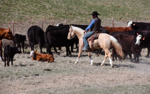 Spark - Palomino Ranch Gelding