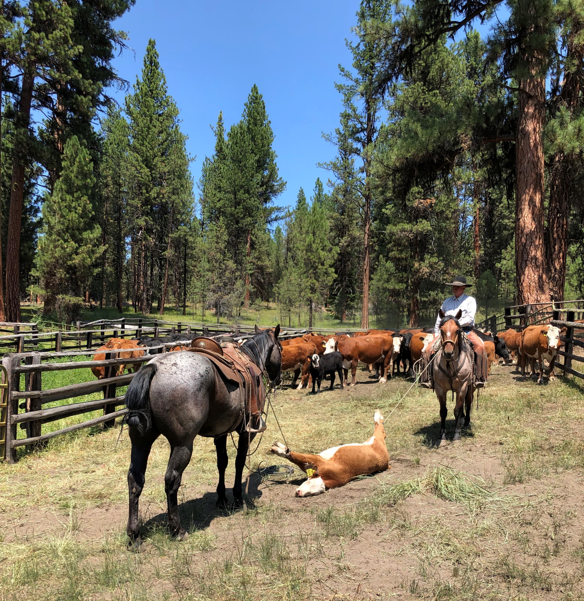 Wanted - Ranch Hand/Cowboy - Oregon