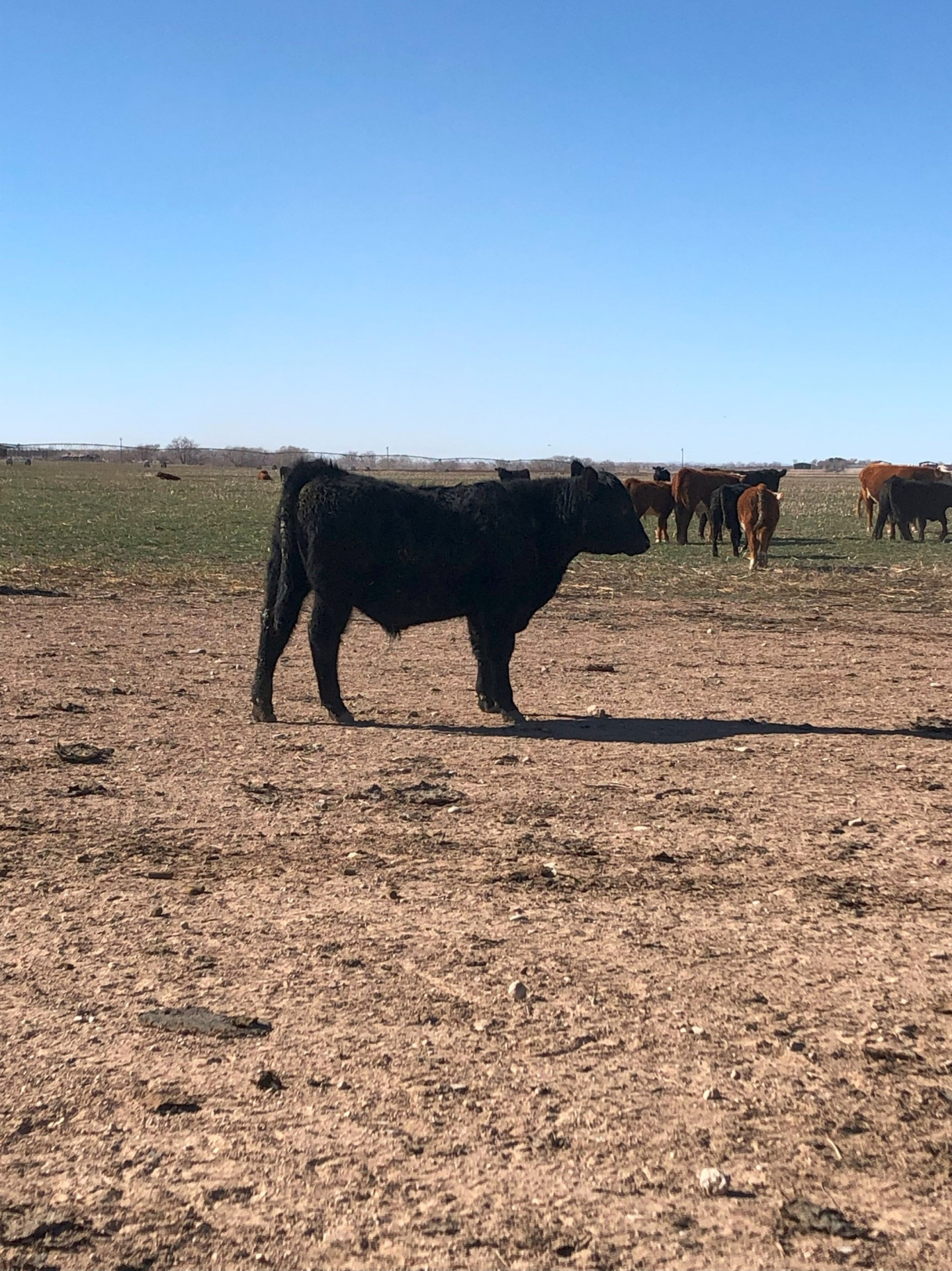 50 - Angus, Red Angus, and Hereford Bulls - New Mexico