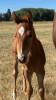 SMOOTH AS BABE – 2017 AQHA Sorrel Mare x Smooth As A Cat x High Brow ...