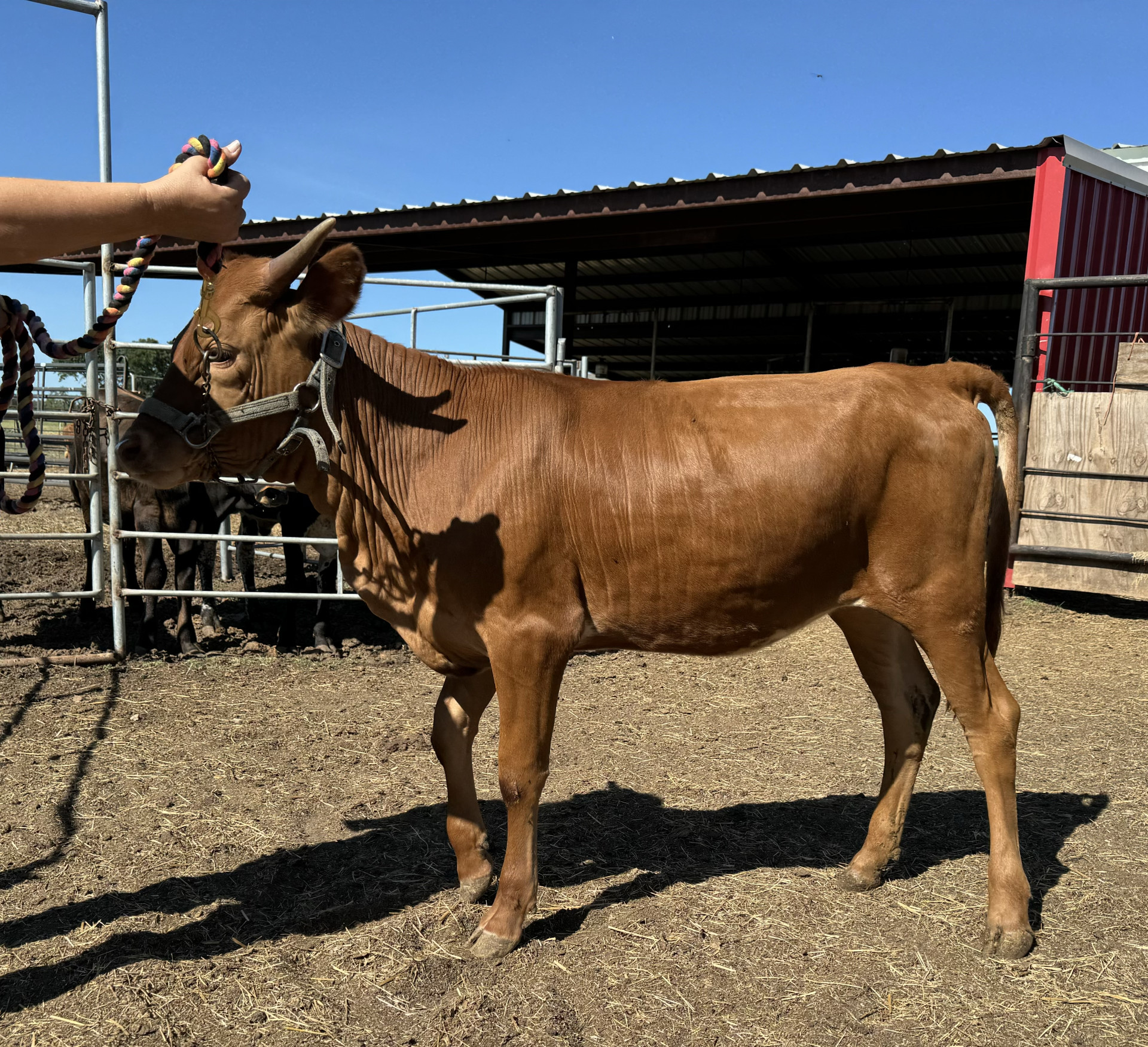 1 - Registered TX Longhorn Heifer for sale - Twister Box - Texas