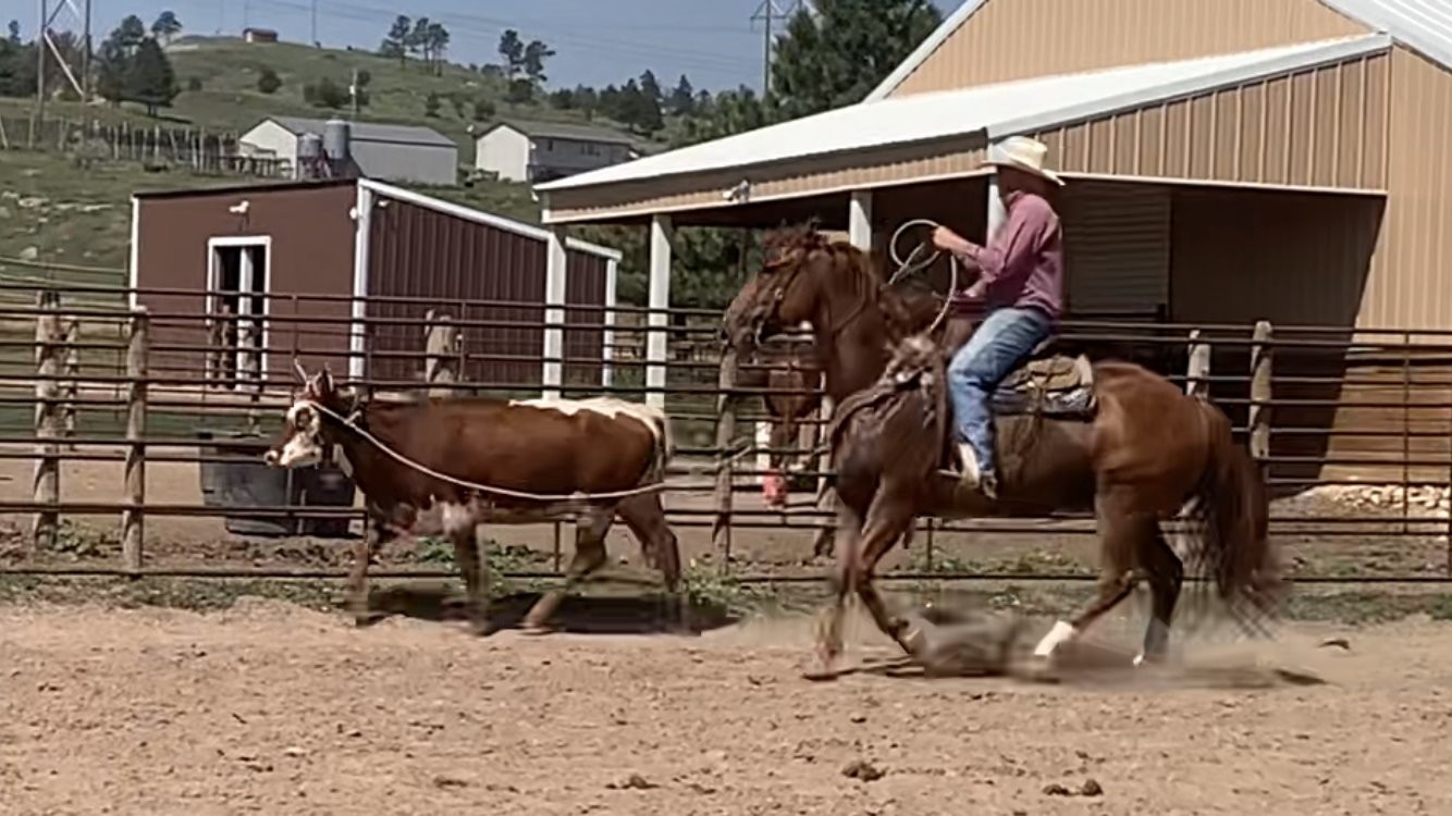 TS TRES RED HAWK – 2016 AQHA Sorrel Gelding x Tres My Fame x Tres Seis ...