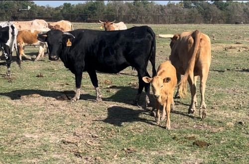 60 Corriente Pairs with Beef Calves