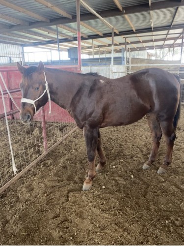 Ranch Horse