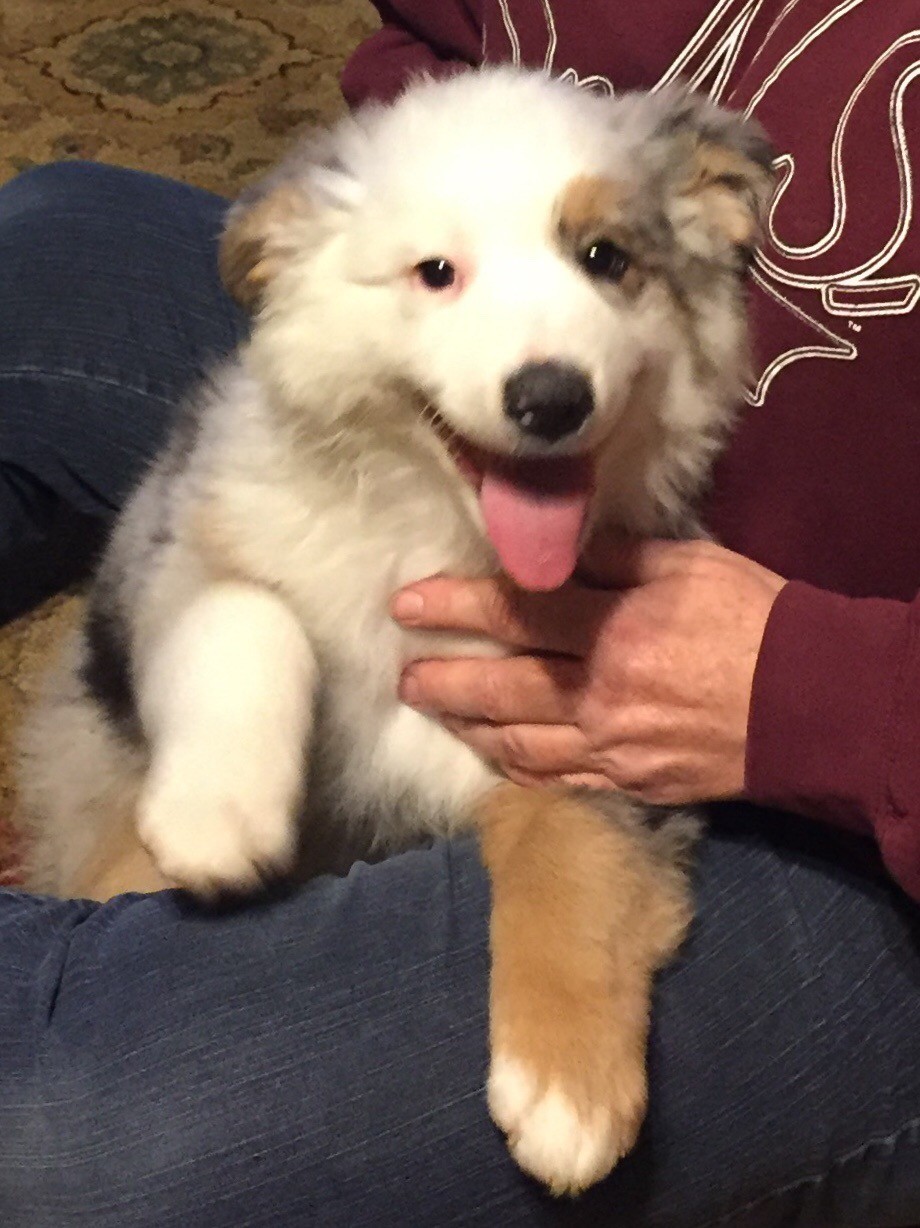 Standard Size Australian Shepherd Puppy