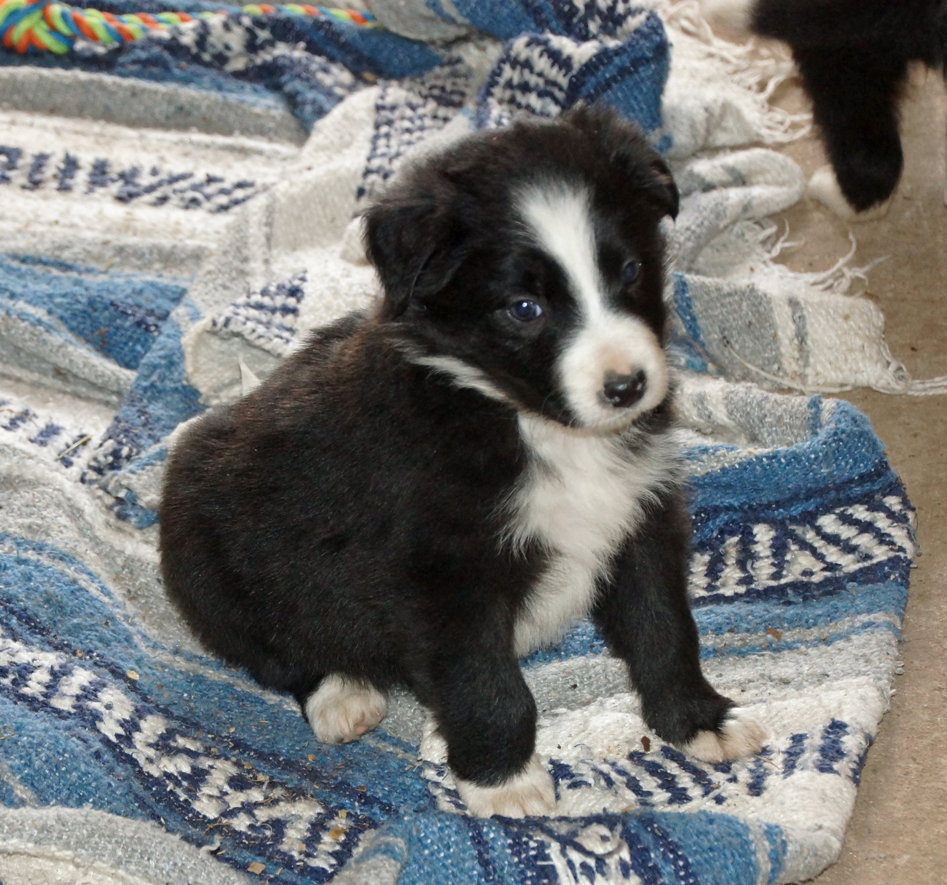 Australian Shepherd Border Collie Cross Puppies