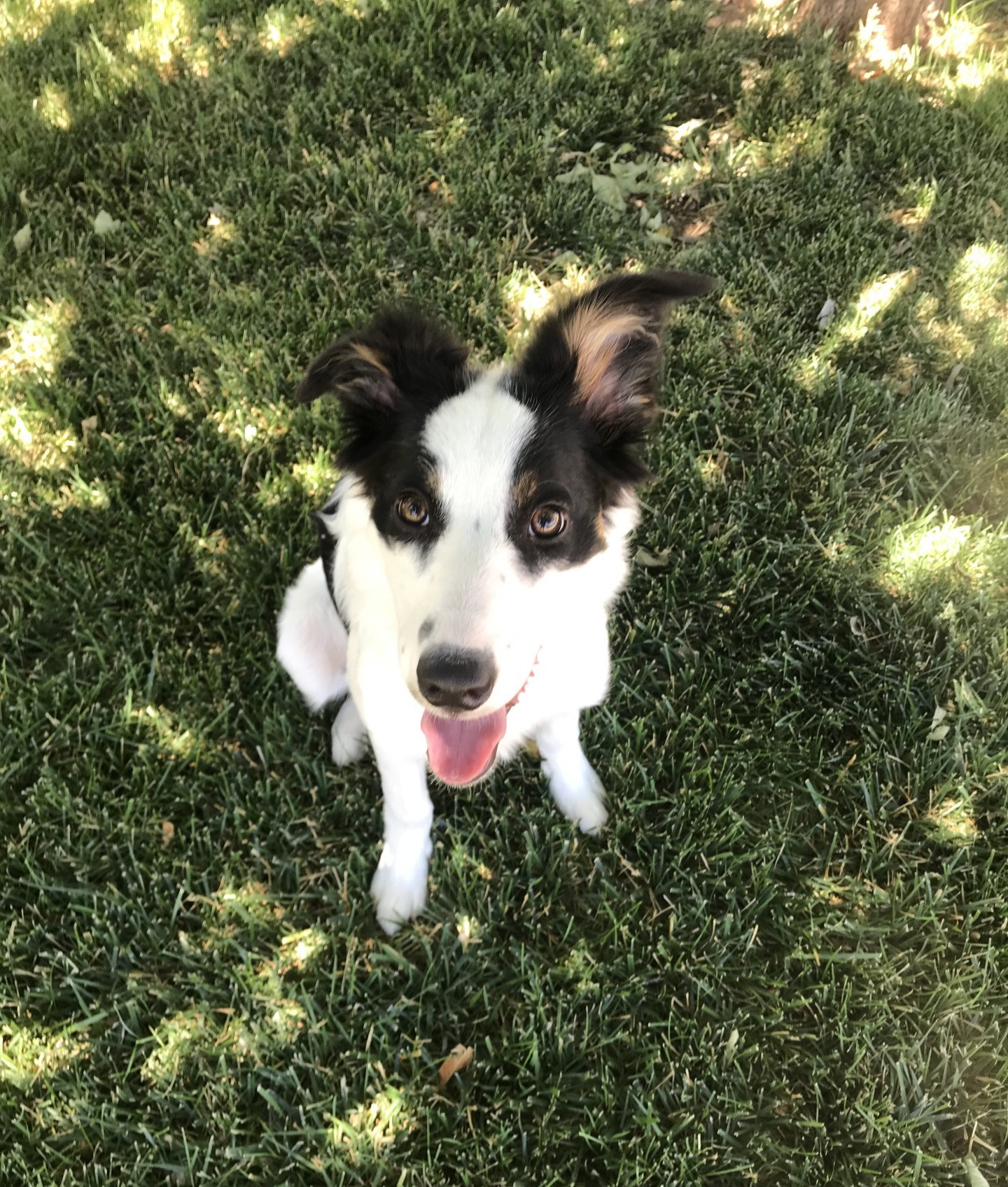 8 month old Border Collie Pup