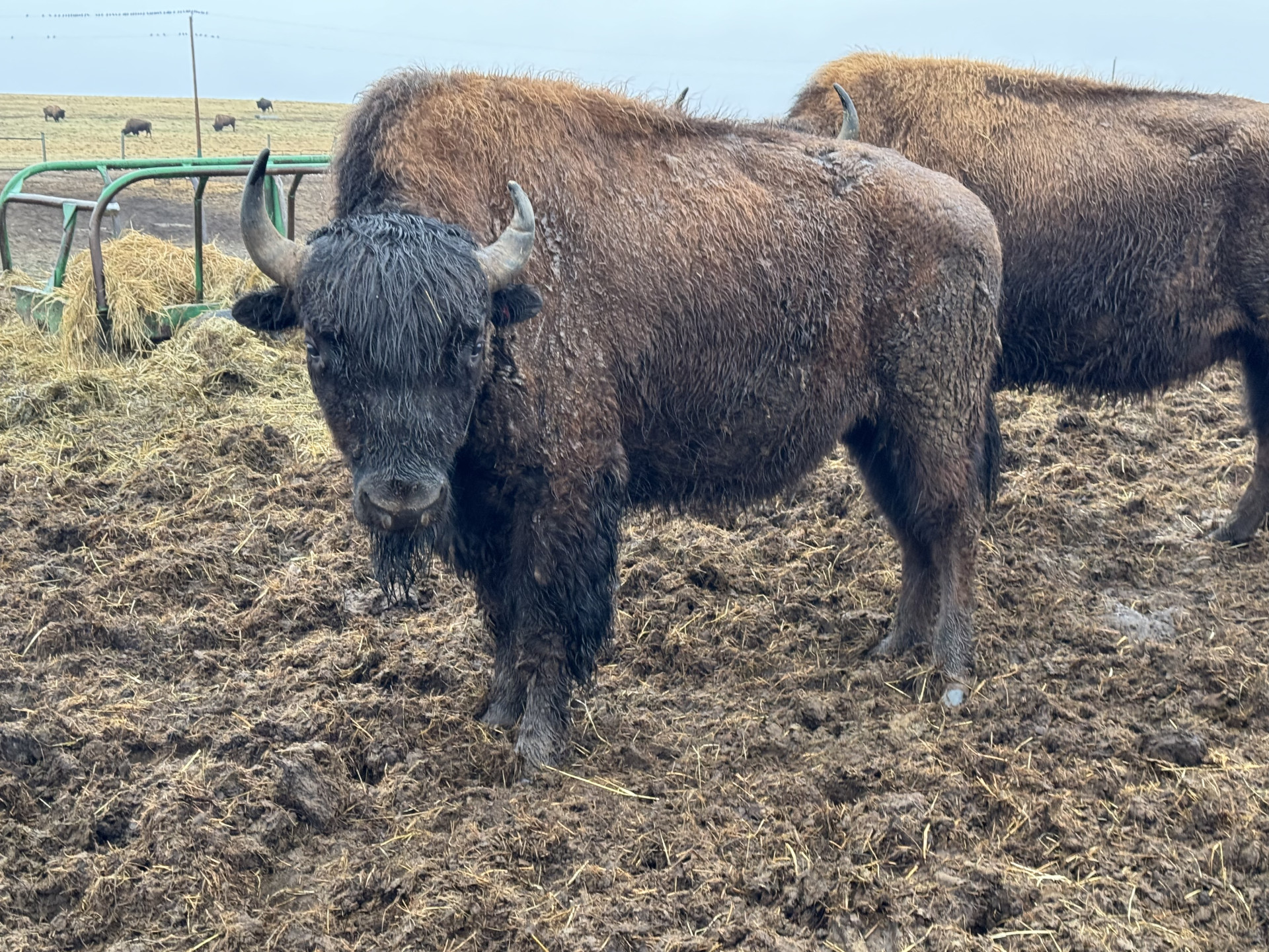 5 yr old bison bulls