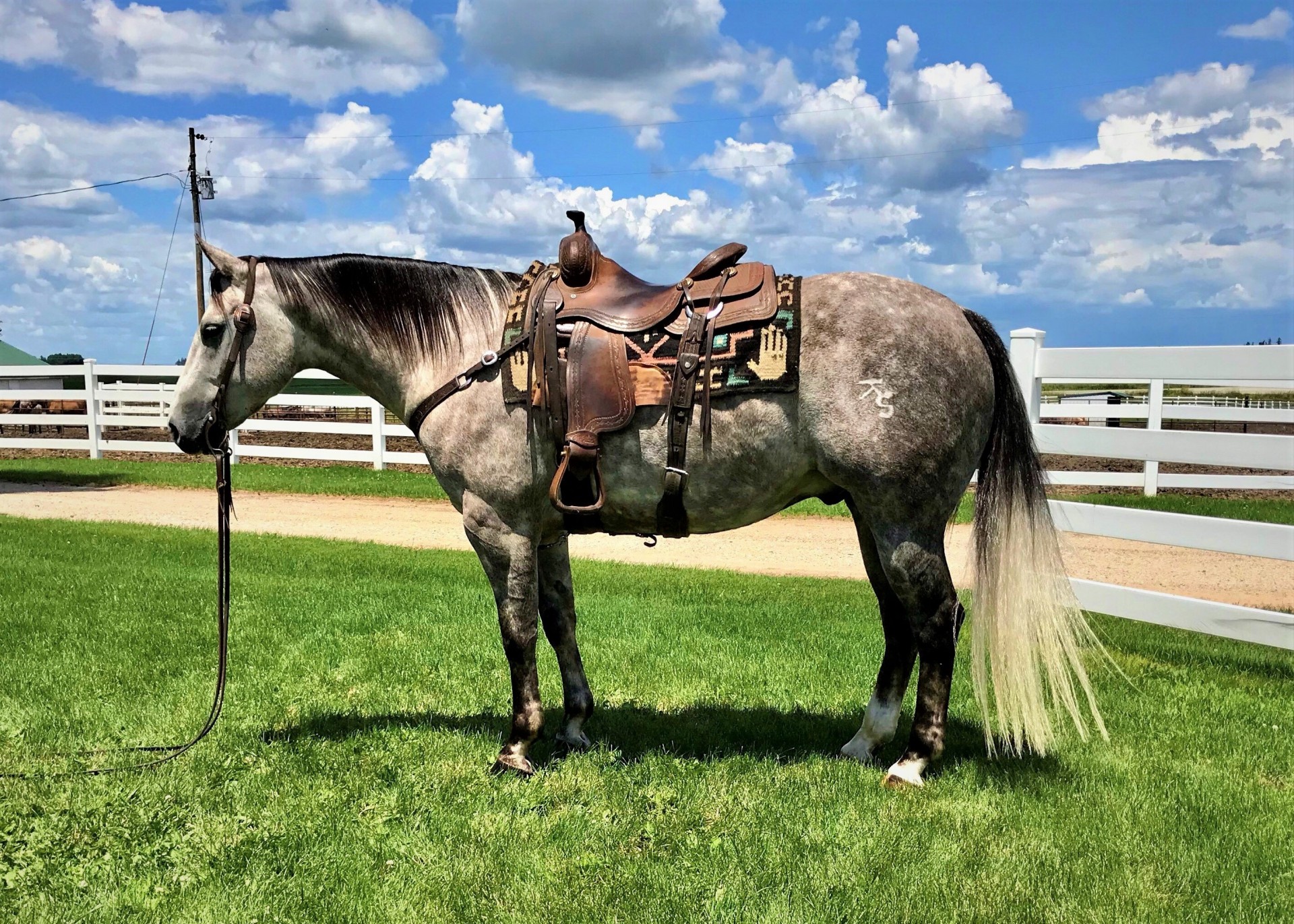 GORGEOUS DAPPLE GRAY GELDING!! BY A SON OF PLAYGUN!