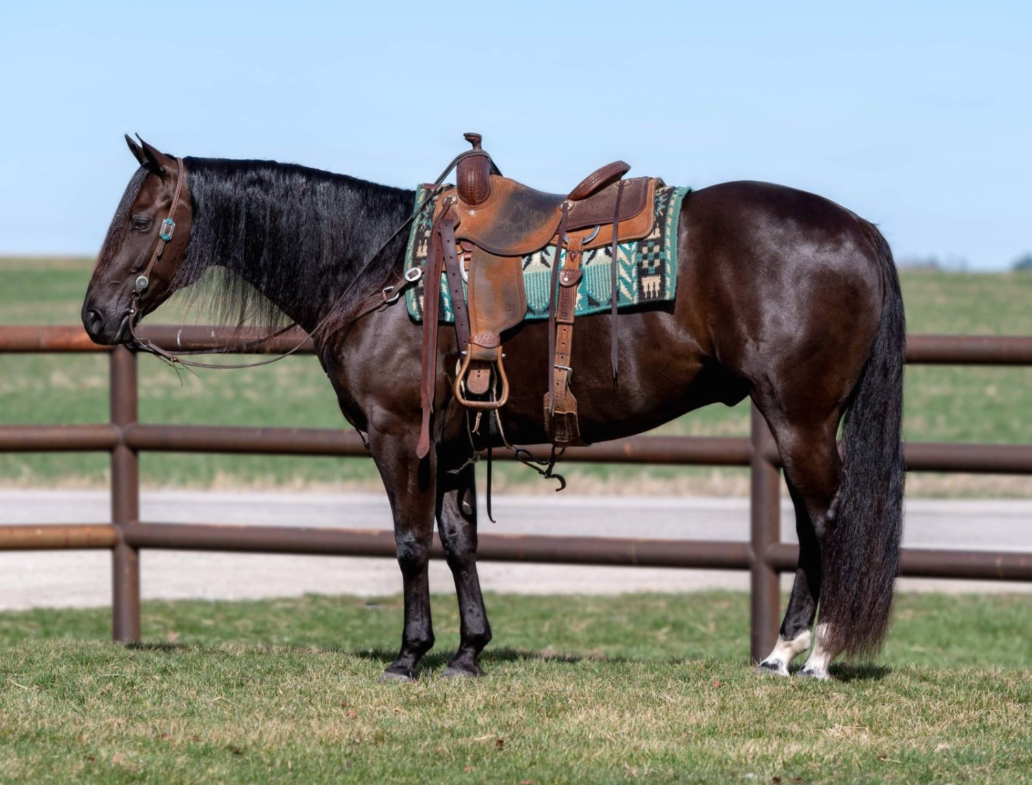 DENNY SHINES - 2017 AQHA Brown Gelding x Night Time Shiner x Shining ...