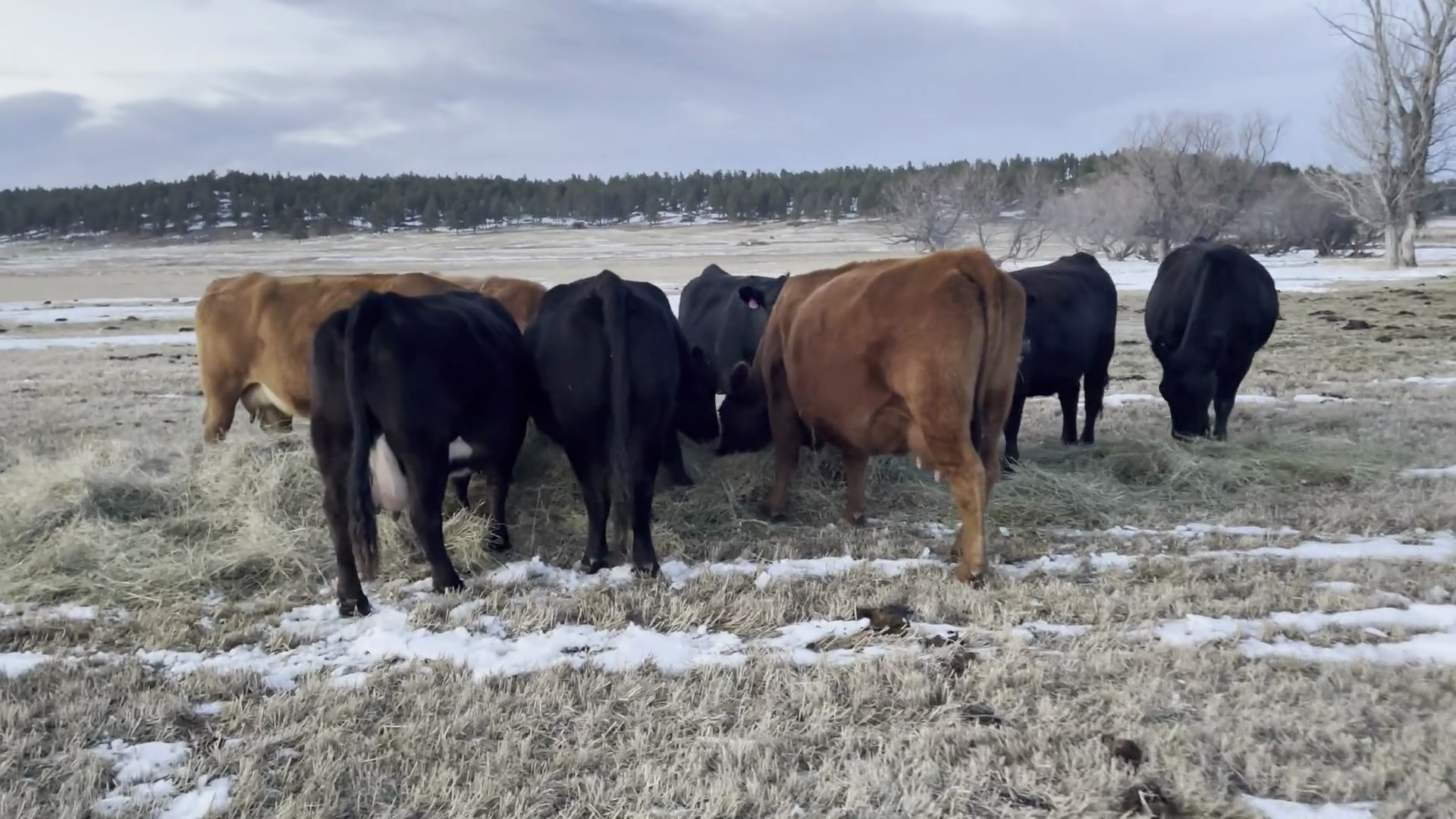 28 - 3-11 yr old Black Angus/Red Angus/Black Baldy Bred Cows - Montana