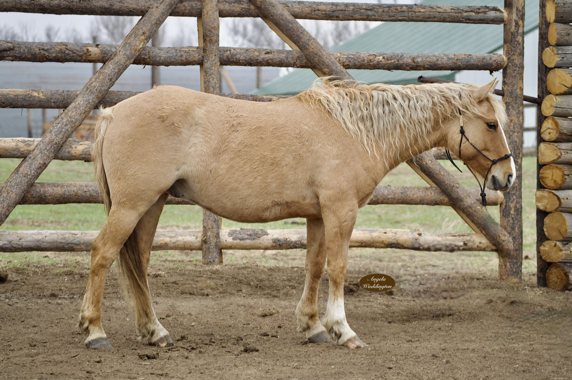 PILGRIM – 2017 GRADE Red Dun BLM Mustang Gelding!