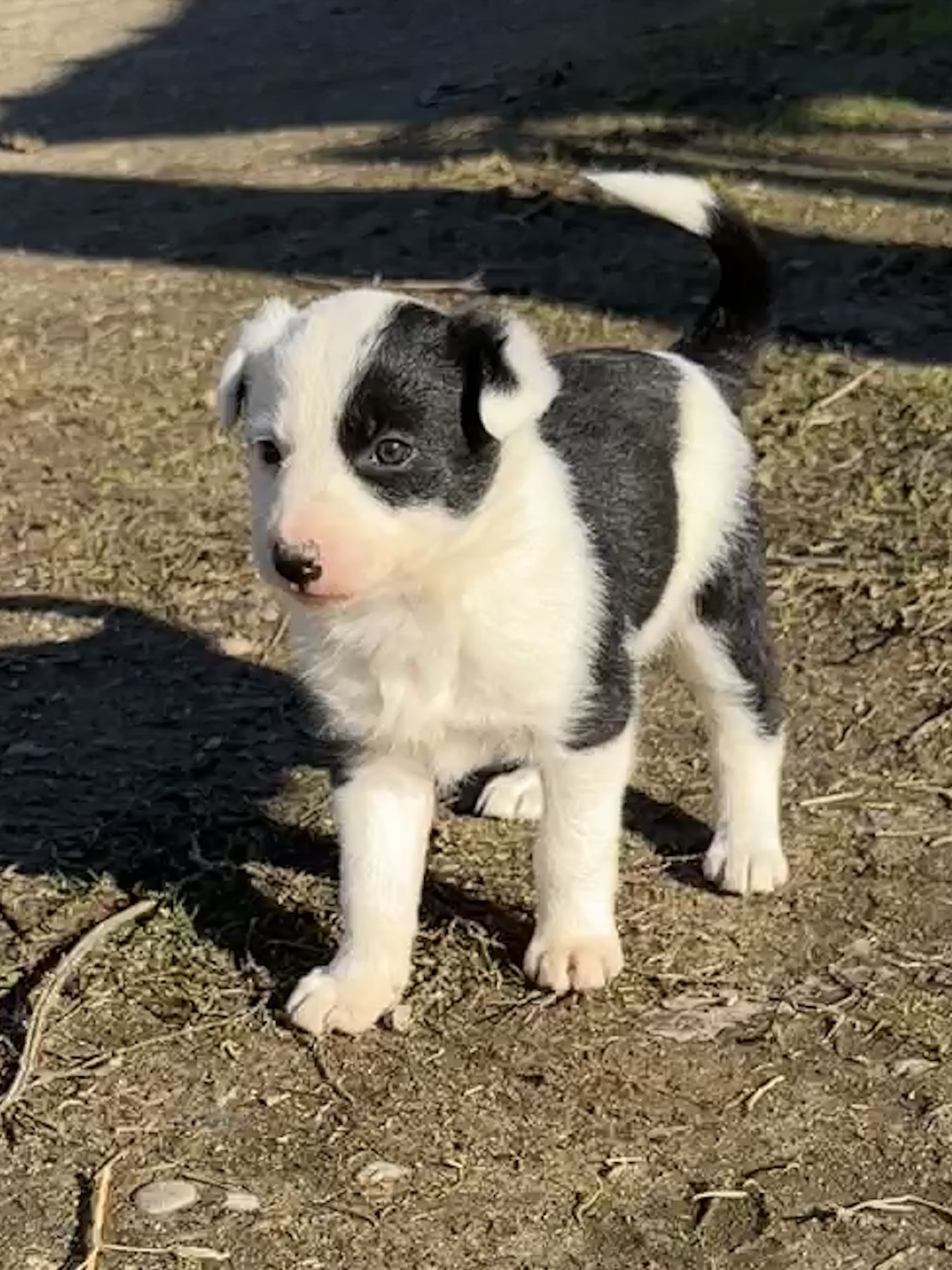 ABCA Border Collie Puppies