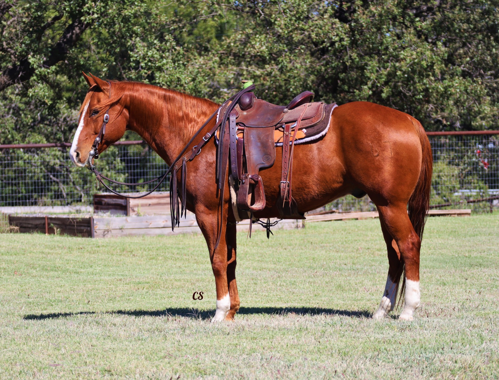 Ranch-rope-own Son Of Playboy Buck Fever-broke