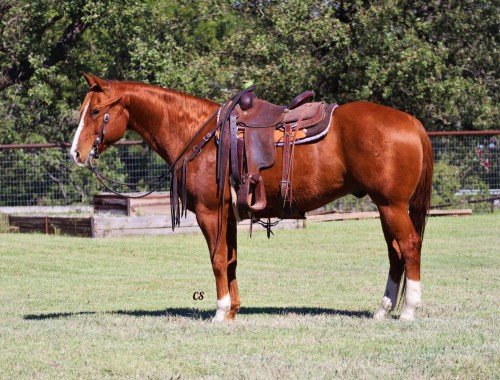 Ranch-Rope-Own Son of Playboy Buck Fever-BROKE