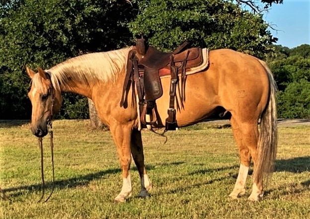 15.1 hand Palomino Gelding - Gorgeous - Athletic - Good with Obstacles ...