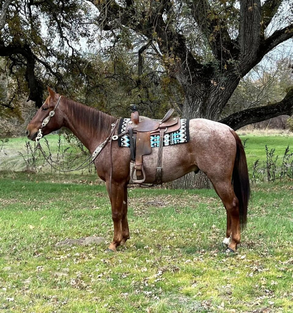 MODOCS LUCKY SANGRIA – 2019 AQHA Red Roan Gelding x Modocs Ole Hickory ...