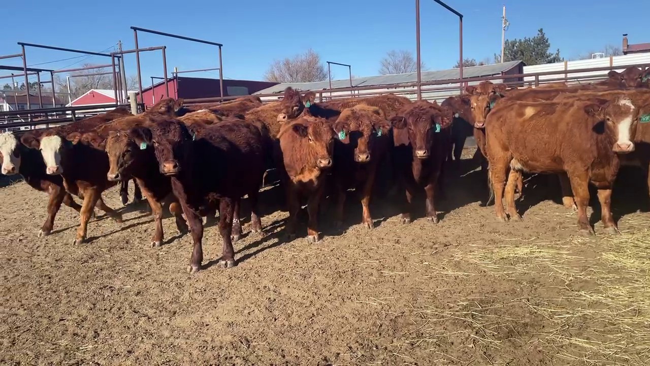 34 hd 3-4 yr old Red Angus/Red Baldy Bred Cows-South Dakota