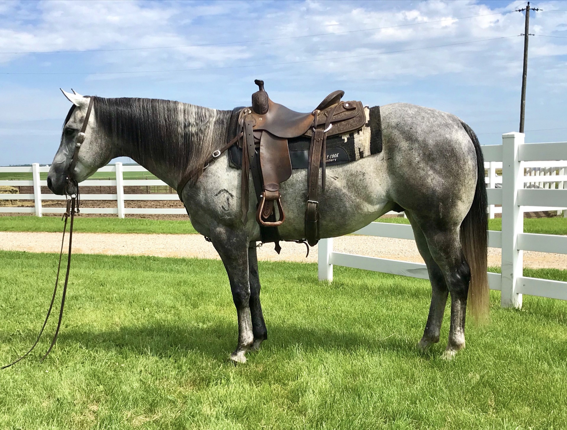 Gray Ranch Gelding