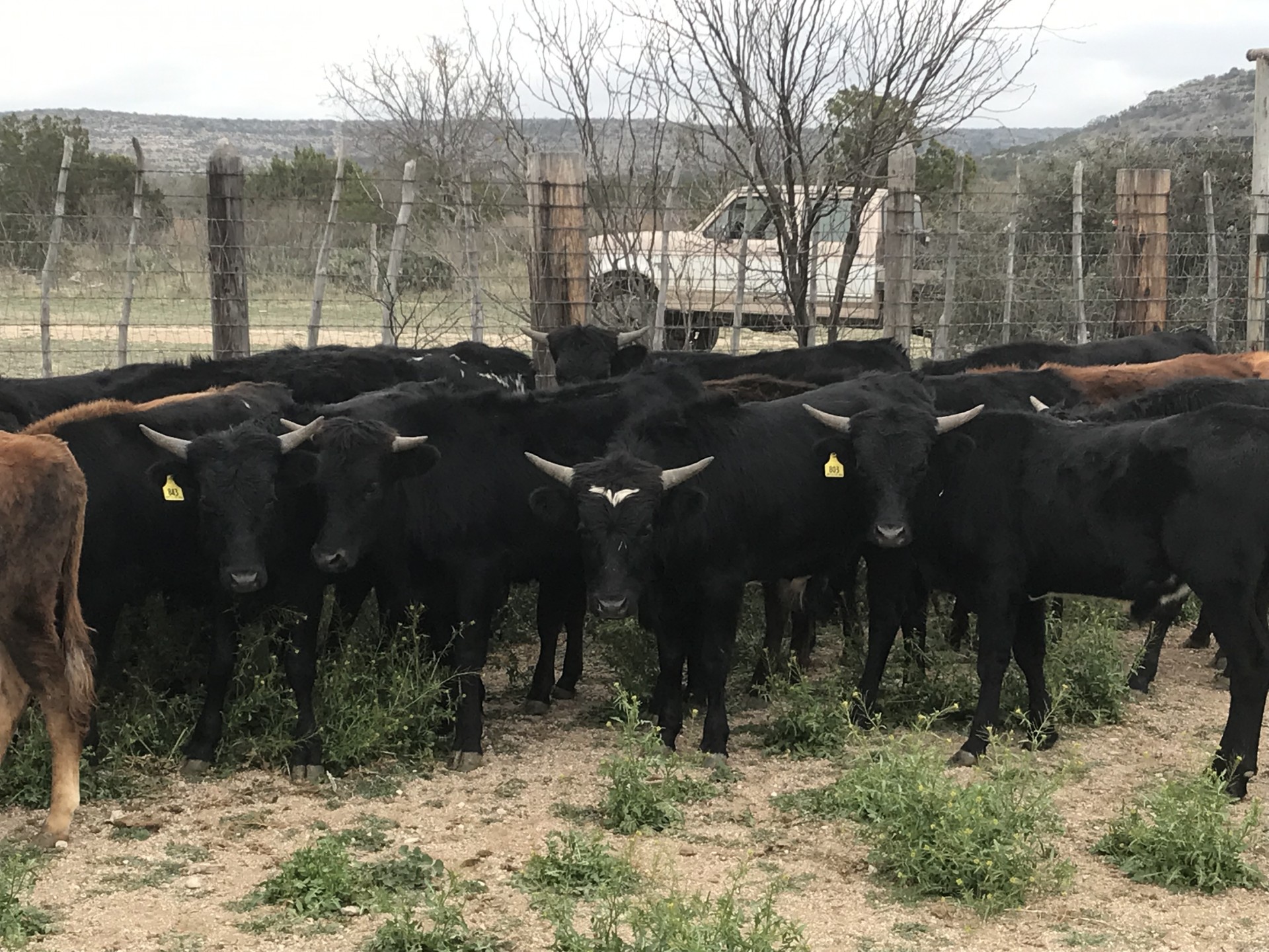 23 - Fresh Corriente Cattle - Ready to Rope - Texas