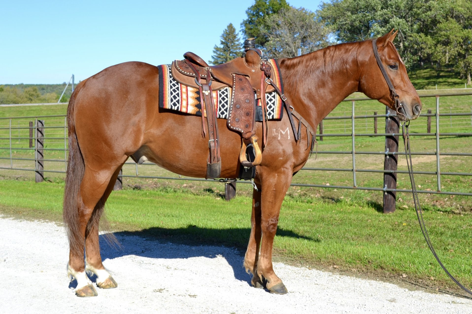 BOONS PEPPY PLAYBOY – 2019 AQHA Sorrel Gelding x Boon Chicka Wah Wah x ...