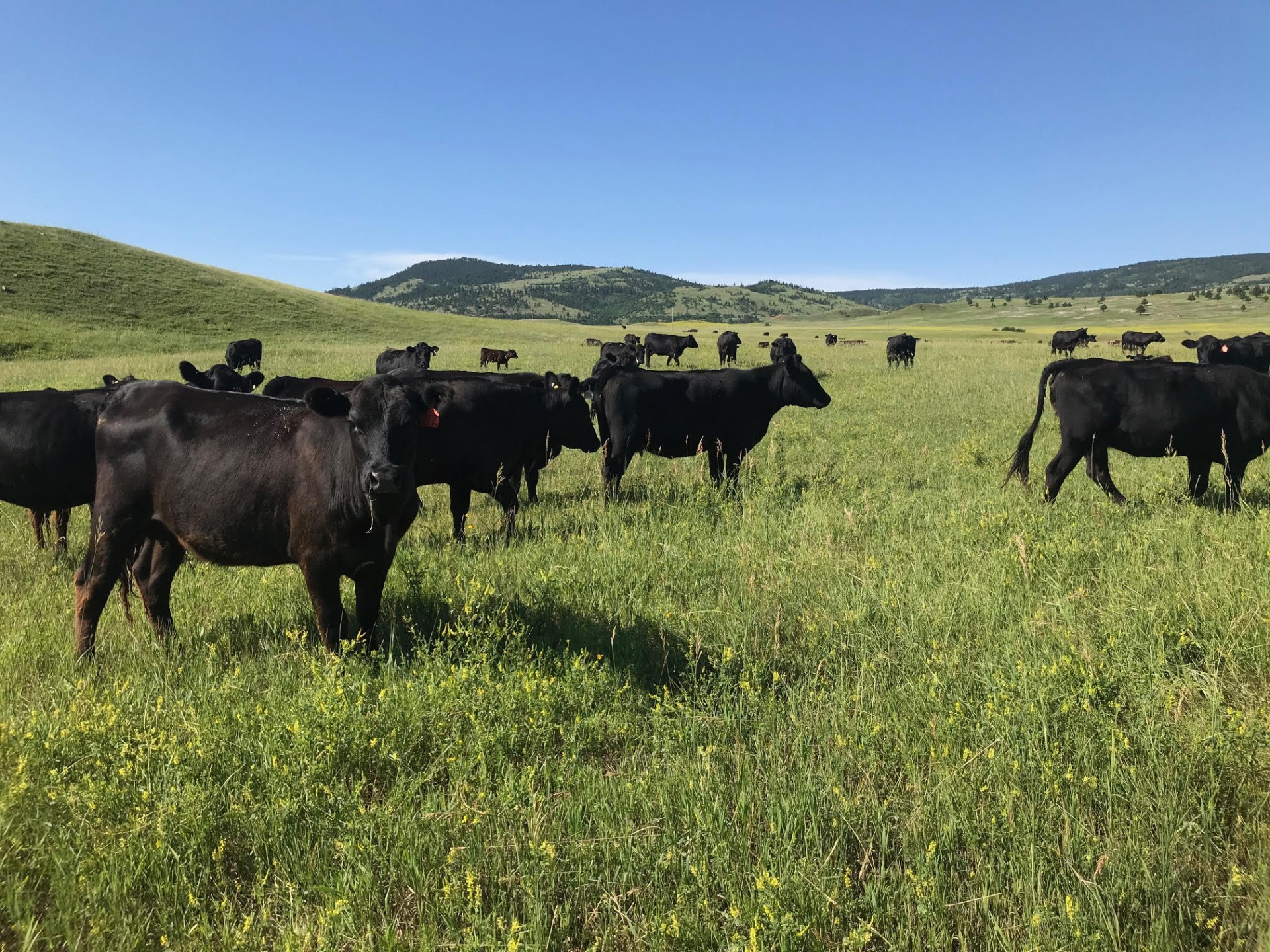 200 - 3 Year Old Black Angus Bred Cows(Age Dispersion) - Wyoming