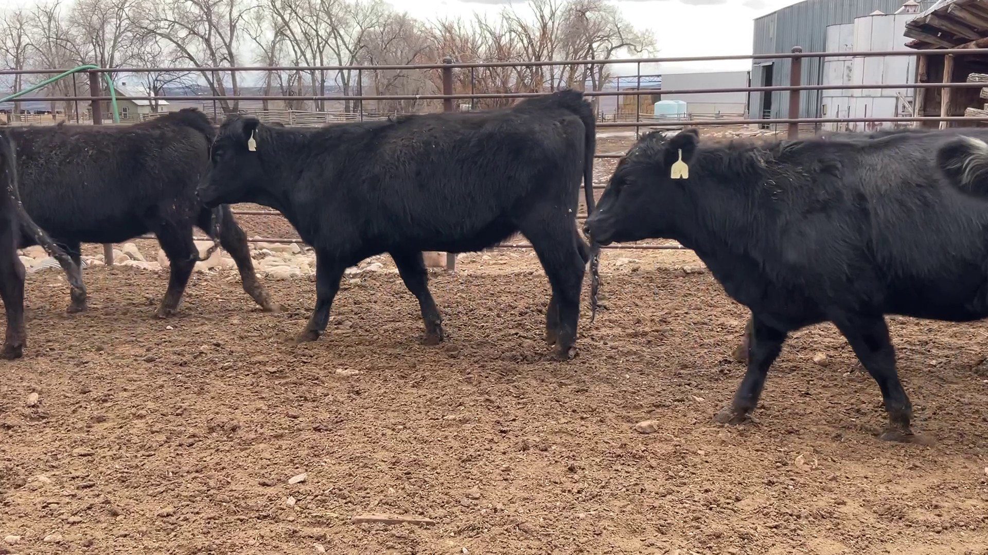 64 - 2 Year Old Black Angus/Black Baldy/Red Angus Bred Heifers - Utah