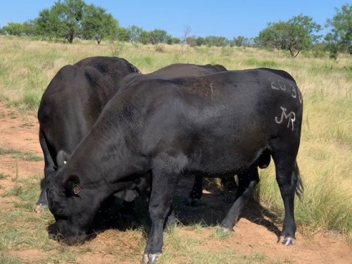 8 - LBW Angus Bulls - Texas