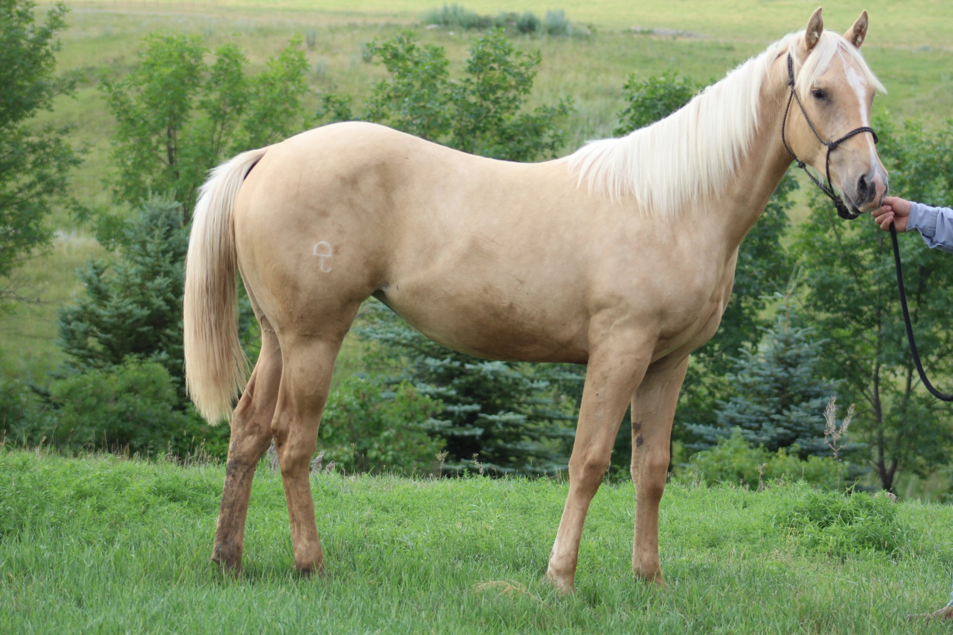 Ranching Heritage Palomino Filly