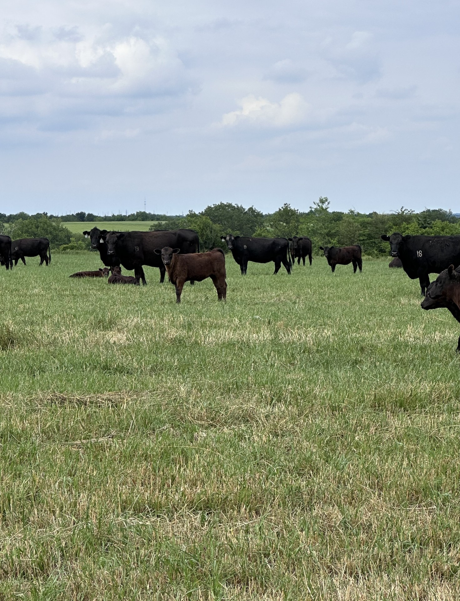 80 - Angus Pair - Texas