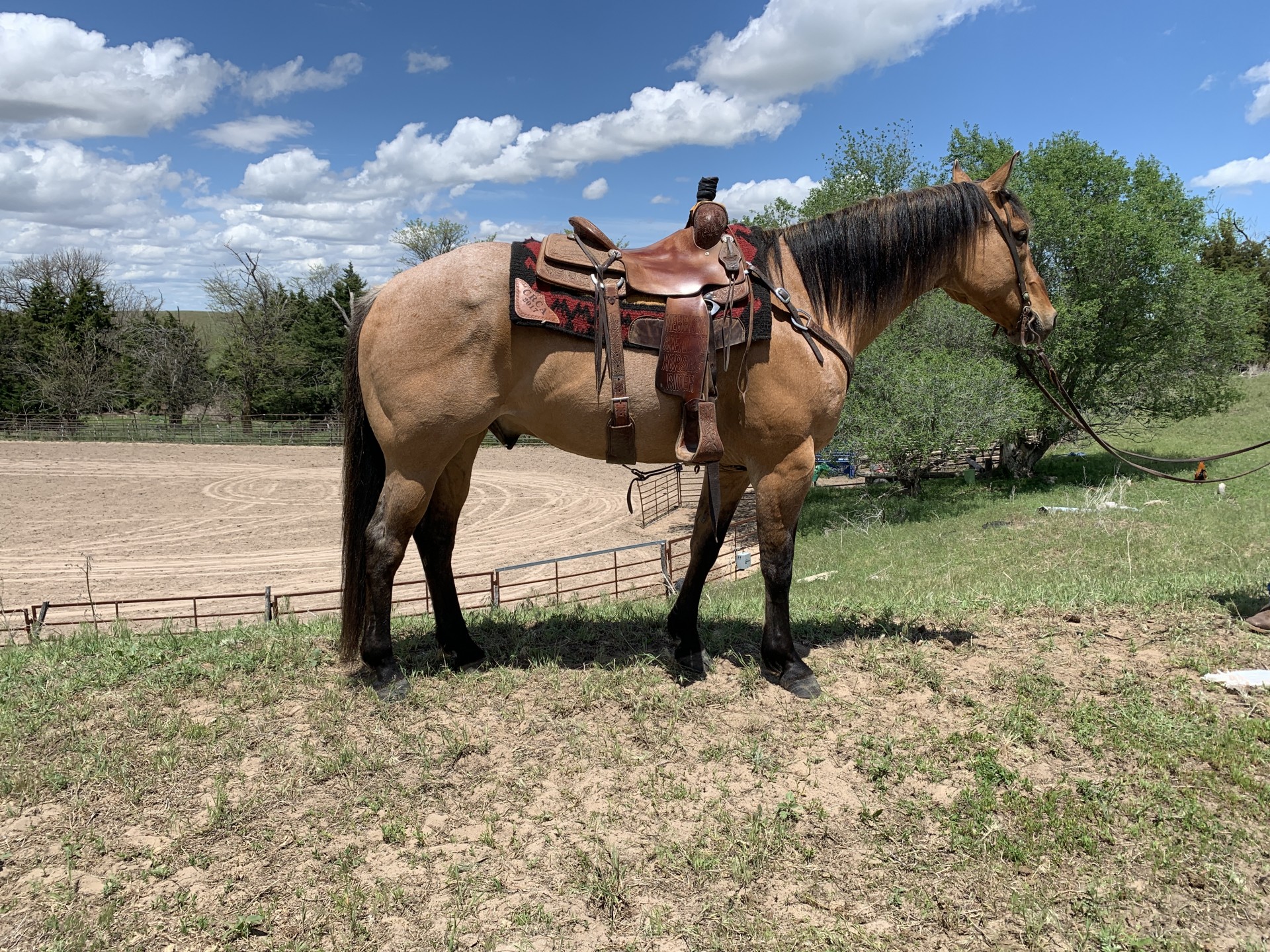 16 HH Dun Roan Gelding