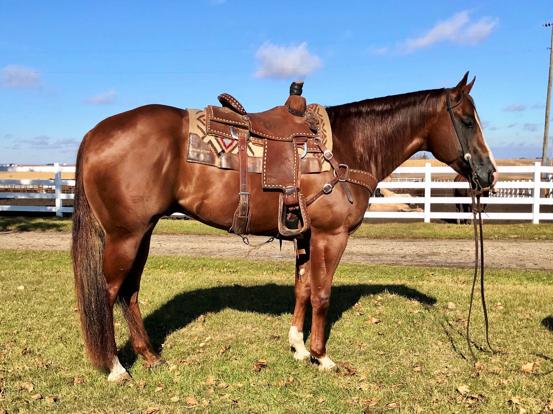 Head Horse - Gentle - The PRETTIEST Cherry Sorrel Gelding