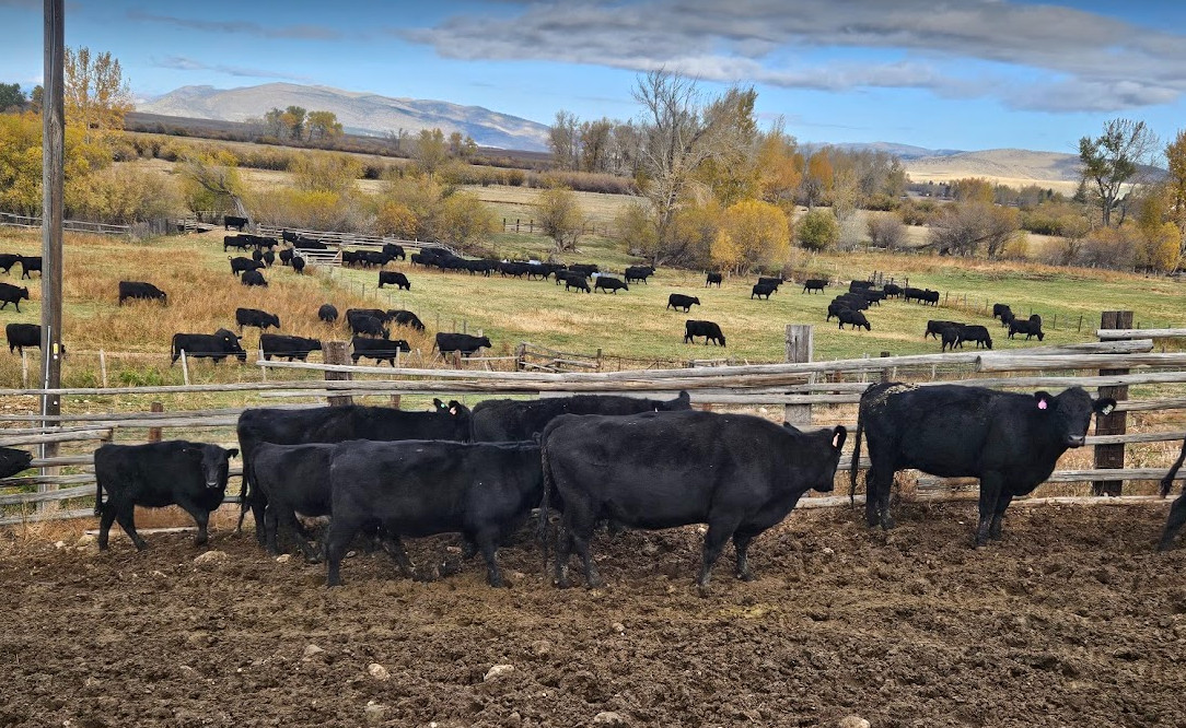 Twelve Black Angus Bred Cows for Sale: