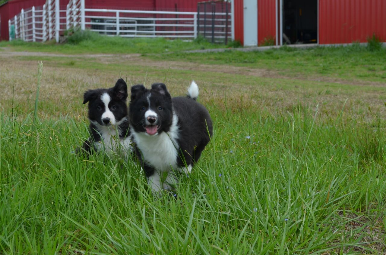 ABCA Border Collie Puppies